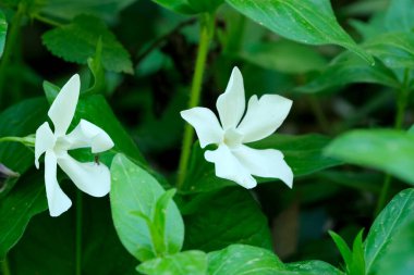 Güzel bahar çiçekleri çiçek tarhında yetişir, yakın plan, bitki arka plan, pankart, web sayfası dekorasyonu, doğa illüstrasyonu.