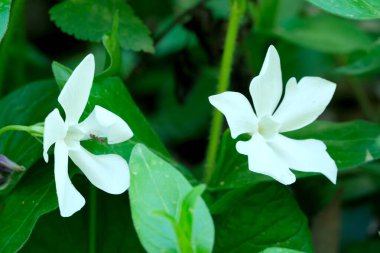 Güzel bahar çiçekleri çiçek tarhında yetişir, yakın plan, bitki arka plan, pankart, web sayfası dekorasyonu, doğa illüstrasyonu.