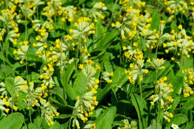 Güzel bahar çiçekleri çiçek tarhında yetişir, yakın plan, bitki arka plan, pankart, web sayfası dekorasyonu, doğa illüstrasyonu.