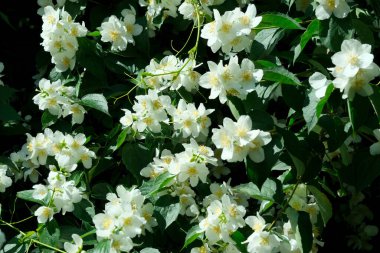 Güzel bitki doğal yeşil arka plan, yasemin çiçekleri parlak güneşli bir haziran gününde, kartlar, afişler, tasarım dekorasyonu