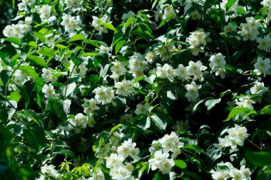 Güzel bitki doğal yeşil arka plan, yasemin çiçekleri parlak güneşli bir haziran gününde, kartlar, afişler, tasarım dekorasyonu