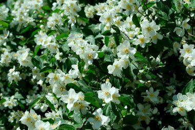 Güzel bitki doğal yeşil arka plan, yasemin çiçekleri parlak güneşli bir haziran gününde, kartlar, afişler, tasarım dekorasyonu