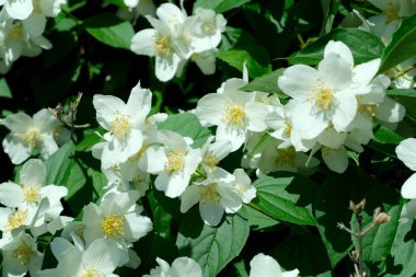 Güzel bitki doğal yeşil arka plan, yasemin çiçekleri parlak güneşli bir haziran gününde, kartlar, afişler, tasarım dekorasyonu