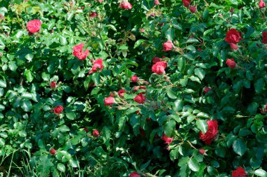 Gül bahçesinde açan güllerin güzel yeşil arka planı Parlak güneşli bir haziran gününde, kartlar, afişler, tasarım dekorasyonu