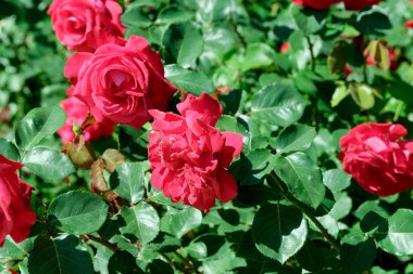 Gül bahçesinde açan güllerin güzel yeşil arka planı Parlak güneşli bir haziran gününde, kartlar, afişler, tasarım dekorasyonu