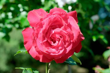 Gül bahçesinde açan güllerin güzel yeşil arka planı Parlak güneşli bir haziran gününde, kartlar, afişler, tasarım dekorasyonu