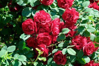 Gül bahçesinde açan güllerin güzel yeşil arka planı Parlak güneşli bir haziran gününde, kartlar, afişler, tasarım dekorasyonu