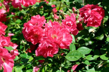 Gül bahçesinde açan güllerin güzel yeşil arka planı Parlak güneşli bir haziran gününde, kartlar, afişler, tasarım dekorasyonu