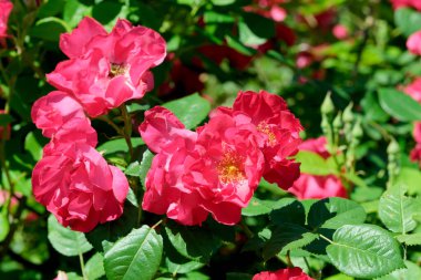 Gül bahçesinde açan güllerin güzel yeşil arka planı Parlak güneşli bir haziran gününde, kartlar, afişler, tasarım dekorasyonu