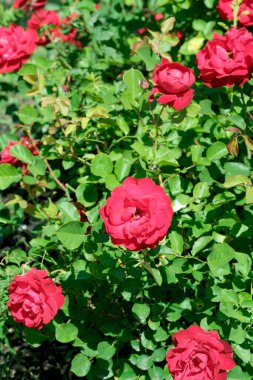 Gül bahçesinde açan güllerin güzel yeşil arka planı Parlak güneşli bir haziran gününde, kartlar, afişler, tasarım dekorasyonu