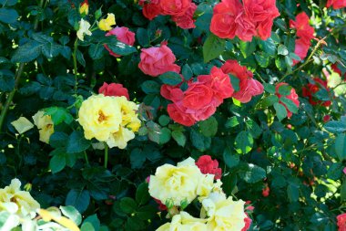 Gül bahçesinde açan güllerin güzel yeşil arka planı Parlak güneşli bir haziran gününde, kartlar, afişler, tasarım dekorasyonu