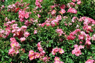 Gül bahçesinde açan güllerin güzel yeşil arka planı Parlak güneşli bir haziran gününde, kartlar, afişler, tasarım dekorasyonu