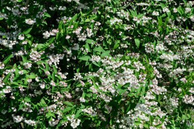 Gül bahçesinde açan güllerin güzel yeşil arka planı Parlak güneşli bir haziran gününde, kartlar, afişler, tasarım dekorasyonu