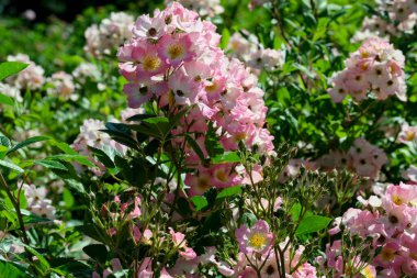 Gül bahçesinde açan güllerin güzel yeşil arka planı Parlak güneşli bir haziran gününde, kartlar, afişler, tasarım dekorasyonu