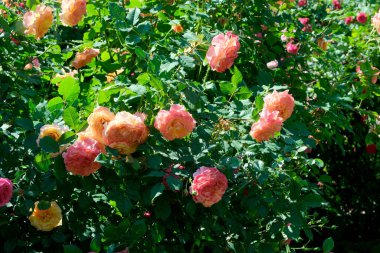 Gül bahçesinde açan güllerin güzel yeşil arka planı Parlak güneşli bir haziran gününde, kartlar, afişler, tasarım dekorasyonu