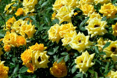 Gül bahçesinde açan güllerin güzel yeşil arka planı Parlak güneşli bir haziran gününde, kartlar, afişler, tasarım dekorasyonu