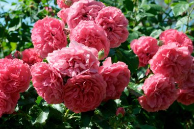 Gül bahçesinde açan güllerin güzel yeşil arka planı Parlak güneşli bir haziran gününde, kartlar, afişler, tasarım dekorasyonu