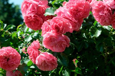 Gül bahçesinde açan güllerin güzel yeşil arka planı Parlak güneşli bir haziran gününde, kartlar, afişler, tasarım dekorasyonu