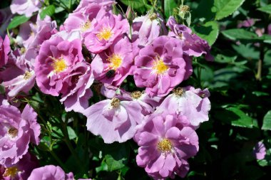Gül bahçesinde açan güllerin güzel yeşil arka planı Parlak güneşli bir haziran gününde, kartlar, afişler, tasarım dekorasyonu