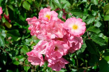 Gül bahçesinde açan güllerin güzel yeşil arka planı Parlak güneşli bir haziran gününde, kartlar, afişler, tasarım dekorasyonu