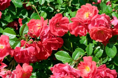 Gül bahçesinde açan güllerin güzel yeşil arka planı Parlak güneşli bir haziran gününde, kartlar, afişler, tasarım dekorasyonu