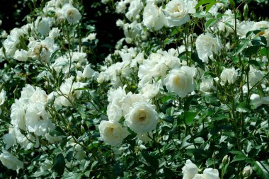 Gül bahçesinde açan güllerin güzel yeşil arka planı Parlak güneşli bir haziran gününde, kartlar, afişler, tasarım dekorasyonu