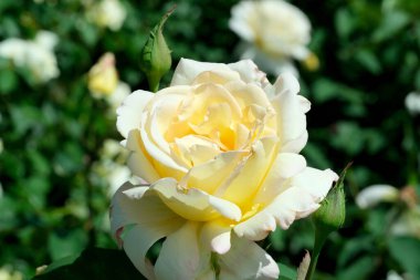 Gül bahçesinde açan güllerin güzel yeşil arka planı Parlak güneşli bir haziran gününde, kartlar, afişler, tasarım dekorasyonu