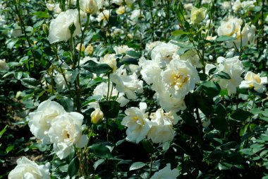 Gül bahçesinde açan güllerin güzel yeşil arka planı Parlak güneşli bir haziran gününde, kartlar, afişler, tasarım dekorasyonu