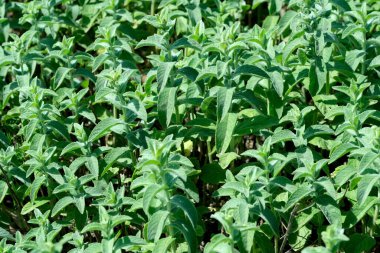 Güzel bitki doğal yeşil arka plan, parlak güneşli bir haziran gününde yakın plan, kartlar, afişler, tasarım dekorasyonu