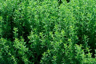 Güzel bitki doğal yeşil arka plan, parlak güneşli bir haziran gününde yakın plan, kartlar, afişler, tasarım dekorasyonu