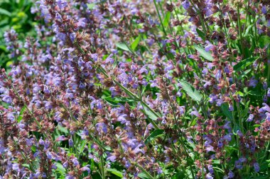 Çiçek açan adaçayının güzel yeşil arka planı, baharatlı şifalı bitkiler, halk alternatif tıbbı