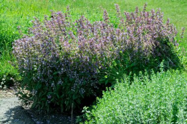 Çiçek açan adaçayının güzel yeşil arka planı, baharatlı şifalı bitkiler, halk alternatif tıbbı