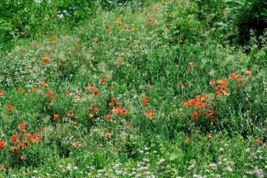 Güneşli bir haziran gününde güzel yeşil arka plan yaz manzarası, bir sürü taze doğal bitki örtüsü.