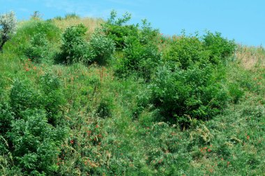 Güneşli bir haziran gününde güzel yeşil arka plan yaz manzarası, bir sürü taze doğal bitki örtüsü.