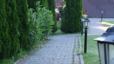 Yeşil ağaçlar ve çalılarla kaplı bir taş patika manzarası