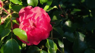 Güneşin altında tek bir pembe gül açar.