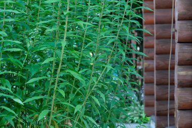 Yoğun yeşil bir yaprak parçasının yakın görüntüsü, muhtemelen bir çalı ya da küçük bir ağaç, ahşap bir yapının yanında büyüyor..