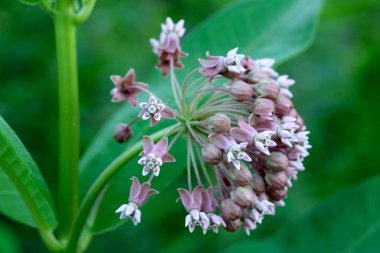 Bir tarlada açan pembe yosun çiçeklerine yakın çekim.