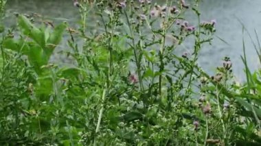 Yazın nehir kıyısında yetişen pembe kır çiçeklerinin yakın çekimi.