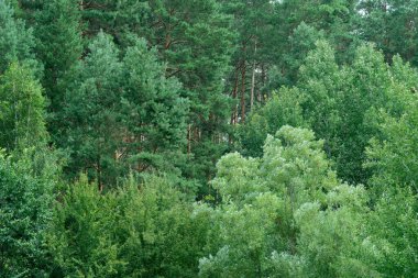 Yeşil yapraklı sık bir orman..