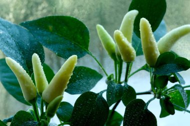 Pencerede birkaç yeşil biber yetişen bir biber bitkisi, yaprakların üzerinde su damlacıkları.