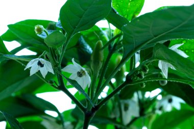 Yeşil yapraklı yeşil bir bitkide açan beyaz biber çiçekleri..