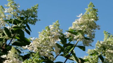 Beyaz ortanca çalısı yaz güneşinde açar.