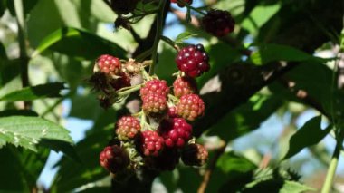 Yazın bir çalılıkta yetişen olgun böğürtlenlerin yakın görüntüsü