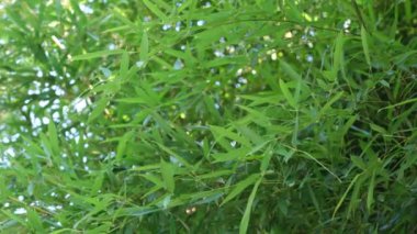 Güneş ışığında yemyeşil bambu yapraklarının yakın görüntüsü