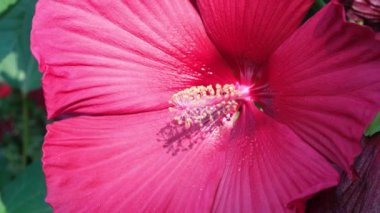 Kırmızı bir amber çiçeği tomurcuklanmış, erkeklik organı görünür.