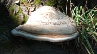 Ormandaki bir ağaç gövdesinde büyük bir raf mantarı yetişiyor.