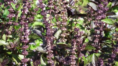 Bahçedeki mor fesleğen çiçeklerinin yakın plan görüntüsü