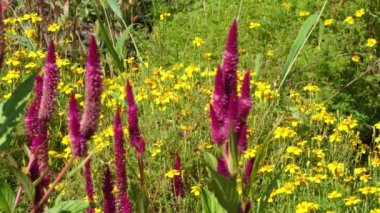 Sarı kadife çiçeklerinin arasında, kırmızı selezya çiçeklerini yakın yaz bahçesinde
