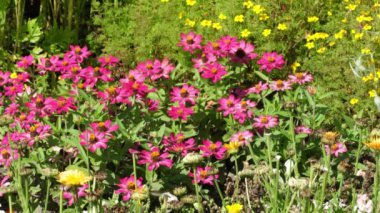 Yazın güneşli bir bahçede pembe zinnia çiçekleri.
